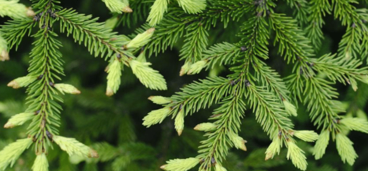 Just the Tip Spruce Tips is back at Hemauer Brewing Co.