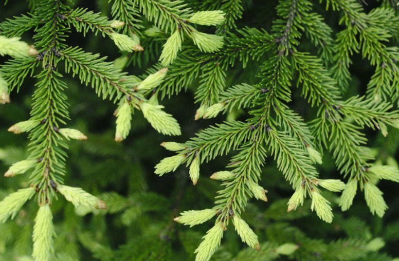 Just the Tip Spruce Tips is back at Hemauer Brewing Co.